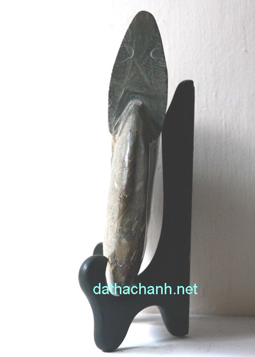 Ốc hóa thạch phong thủy